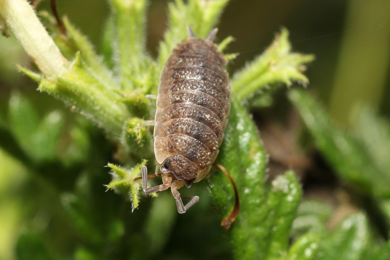 cellar rattle, insect, macro photography