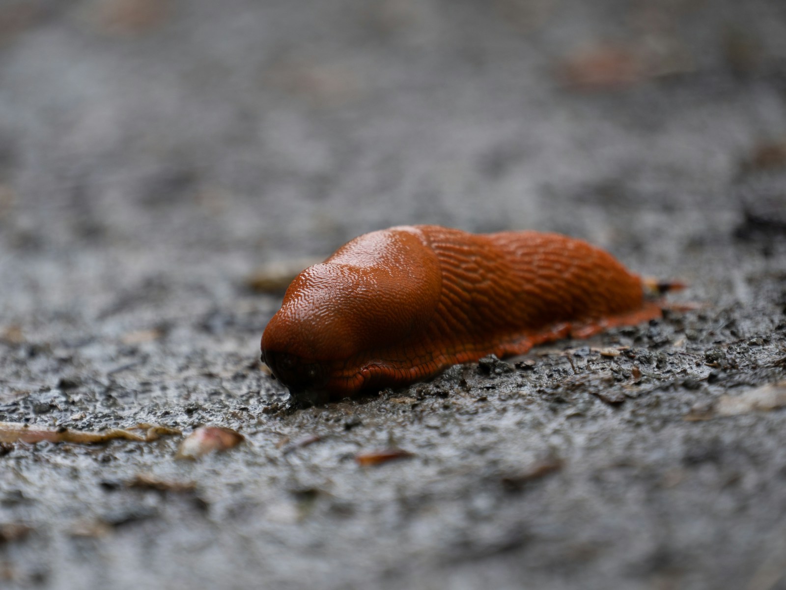 a brown slug crawling on the ground